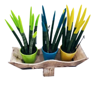 Cactus Trio