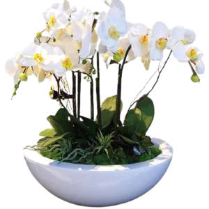 Orchids Blast