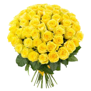 Yellowish 50