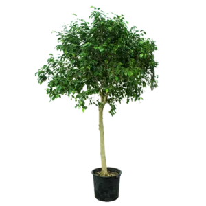 Ficus all the way
