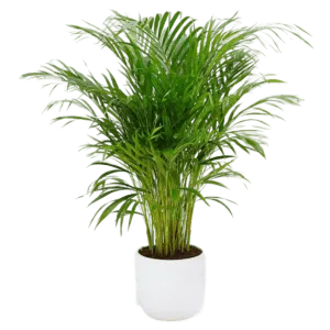 Magic Plant
