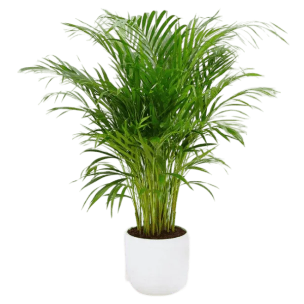 Magic Plant