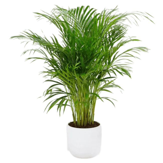 Magic Plant
