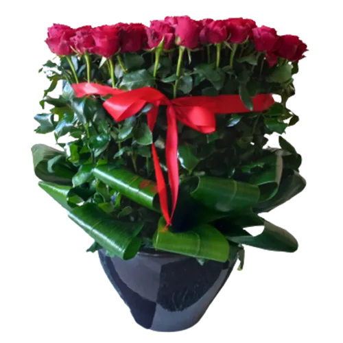 Black and Red Lovers