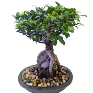 How about bonsai