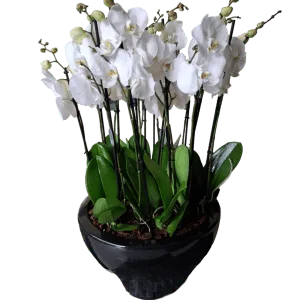 Royal Orchids