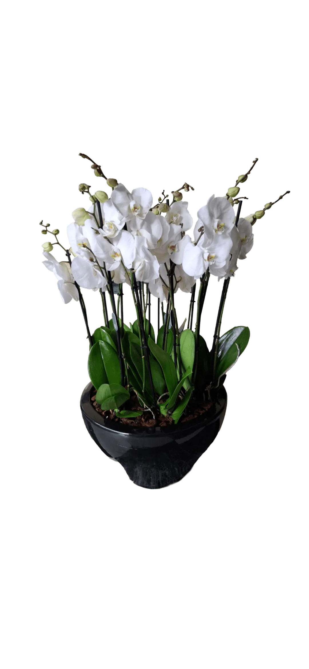 Royal Orchids